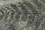 Carboniferous Fossil Fern Frond - France #338498-1